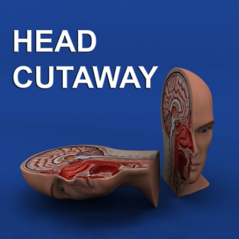 head cutaway anatomy 3D Model .c4d .max .obj .3ds .fbx .stl .blend