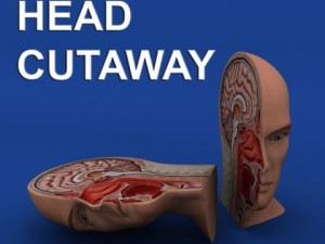 head cutaway anatomy Model 3D