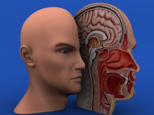 head cutaway anatomy 3D Model