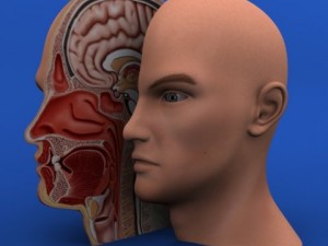 head cutaway anatomy 3D Model