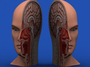 head cutaway anatomy 3D Model