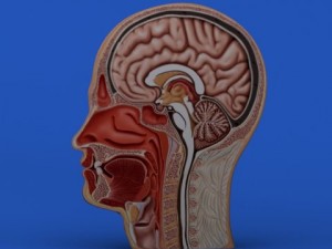 head cutaway anatomy 3D Model