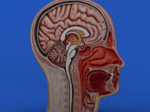 head cutaway anatomy 3D Model
