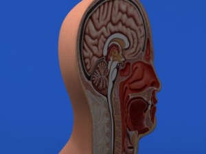 head cutaway anatomy 3D Model