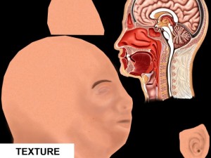 head cutaway anatomy 3D Model
