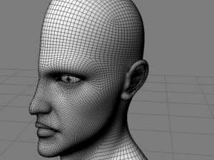 head cutaway anatomy 3D Model