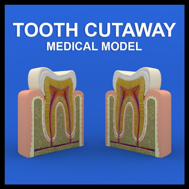 tooth cutaway 3D Модель .c4d .max .obj .3ds .fbx .stl .blend