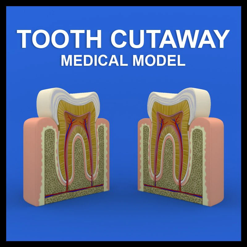 tooth cutaway 3D Model .c4d .max .obj .3ds .fbx .stl .blend
