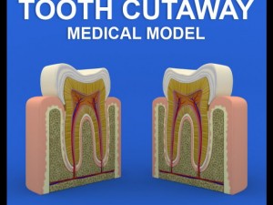 tooth cutaway Model 3D