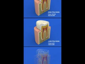 tooth cutaway 3D Model