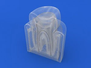 tooth cutaway 3D Model