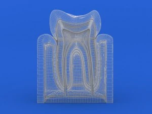 tooth cutaway 3D Model