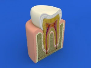 tooth cutaway 3D Model