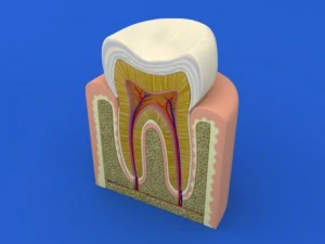 tooth cutaway 3D Model