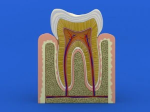 tooth cutaway 3D Model
