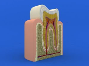 tooth cutaway 3D Model