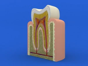 tooth cutaway 3D Model