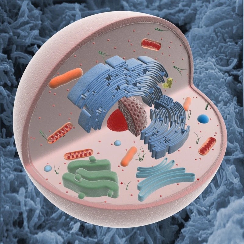 animal cell structure 3D Model .c4d .max .obj .3ds .fbx .stl .blend