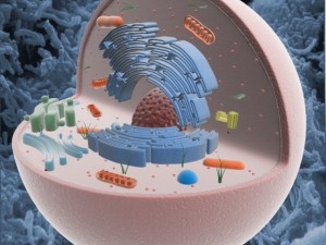 animal cell structure Model 3D