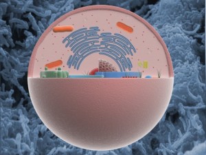 animal cell structure Model 3D