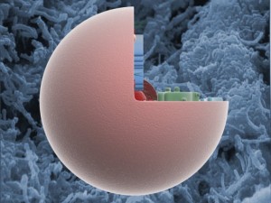 animal cell structure Model 3D