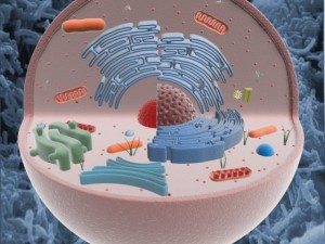 animal cell structure Model 3D