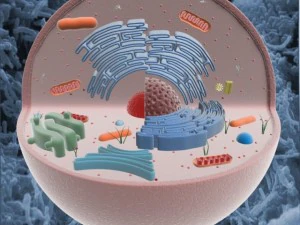 animal cell structure 3D Model