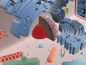 animal cell structure Model 3D