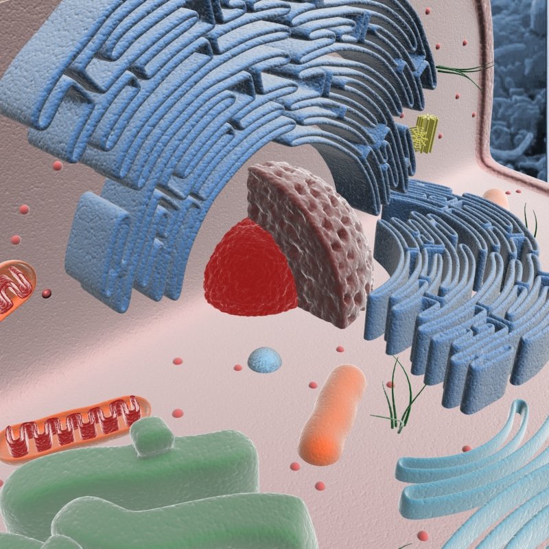 Animal Cell Structure 3D Model in Anatomy 3DExport