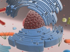 animal cell structure Model 3D