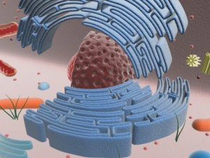animal cell structure 3D Model