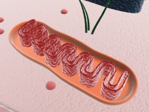 animal cell structure Model 3D