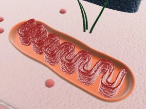 animal cell structure 3D Model