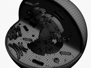 animal cell structure Model 3D