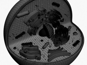 animal cell structure Model 3D