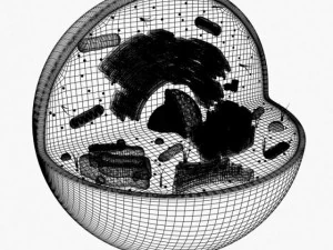 animal cell structure 3D Model