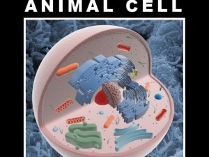 animal cell structure Model 3D