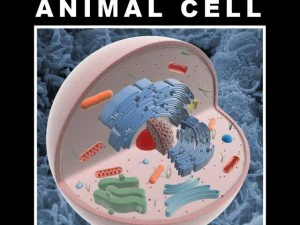 animal cell structure 3D Model
