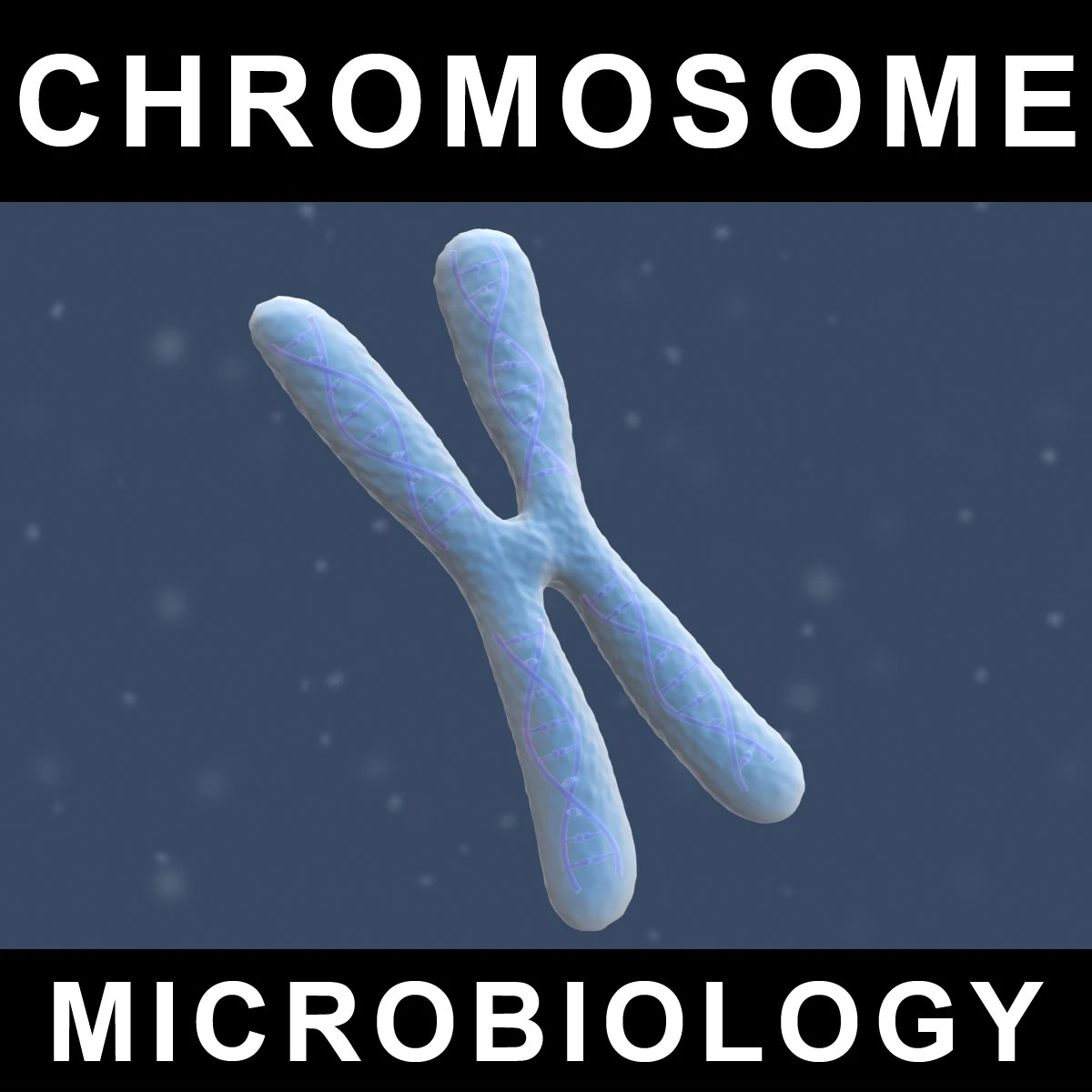 chromosom Model 3D .c4d .max .obj .3ds .fbx .stl .blend