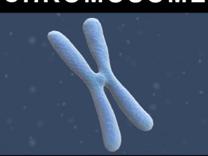 chromosome Model 3D