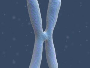 chromosome Modello 3D
