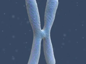 chromosom Model 3D