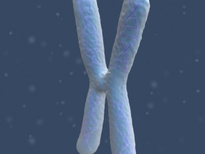 chromosome Modello 3D