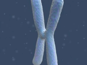 chromosom Model 3D
