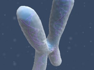 chromosome Modello 3D