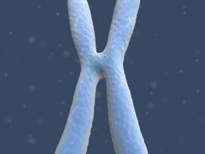 chromosome Modello 3D