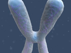 chromosome Modello 3D