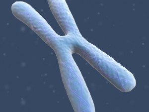 chromosome Modello 3D