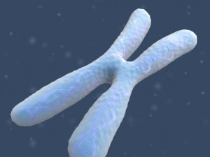 chromosome Modello 3D
