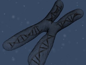 chromosome Modello 3D